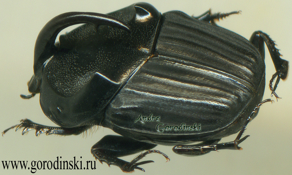 http://www.gorodinski.ru/copr/Liatongus denticornis.jpg